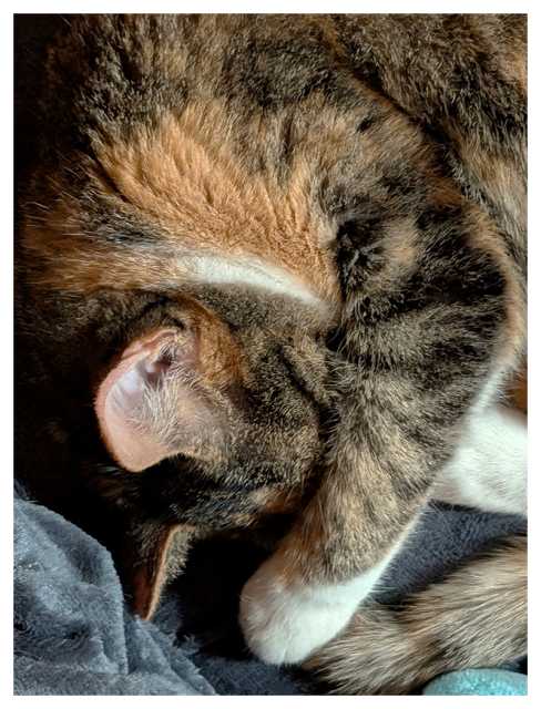 close-up of a calico cat with white markings sleeping with their head tucked front leg and paw. background is plush gray throw.