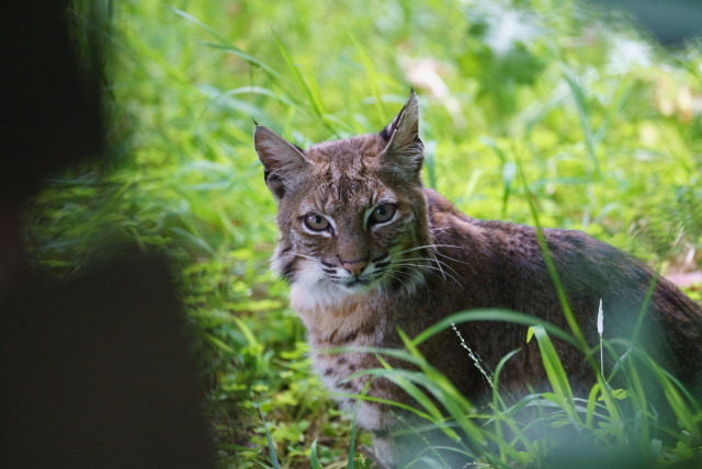 A young, pretty bobcat looking directly at the camera