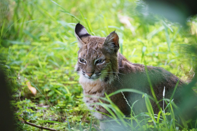 A young, pretty bobcat looking down and to left