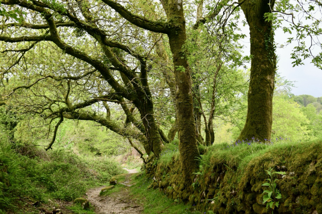 Oaks hanging over a footpath in spring green.