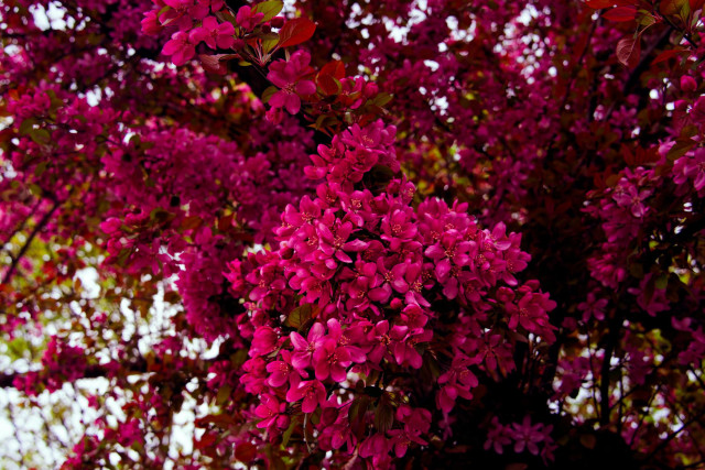 Lots of little purple flowers filling the space around a tree with petals.
