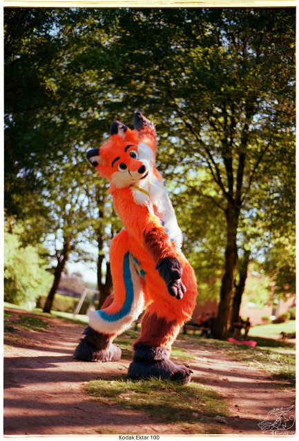 A scan of an analog photo showing an orange fox fursuiter (ToasterTheFox) from the side, with its arms stretched out in front and behind. The background is out of focus, and trees are visible.
