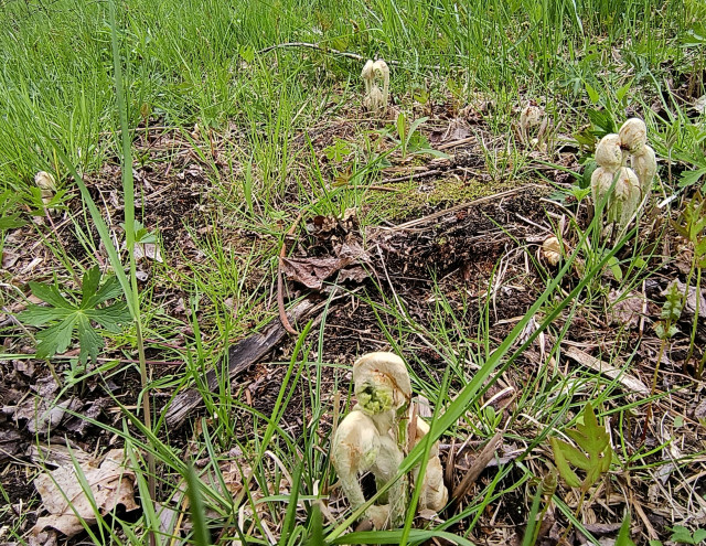 New ferns emerging in the spring. There are several clusters that later in the year will fill in with a ring of ferns about .7 meters high. 
The clusters on the right are further along than the two on the left.
I've watched the same circle of ferns emerge for the last decade or so. 
They look pretty forlorn in the early winter. 
But they come back every year.
So far, anyway lol