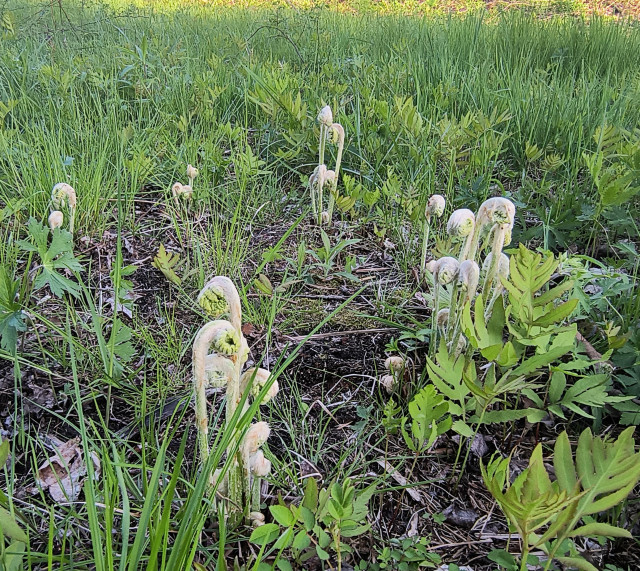 The same ferns as in the picture above a couple days later. 
There are more clusters and the clusters have more future fronds visible. The clusters and surrounding meadow plants are noticeably taller.
The curled up ferns in a cluster look kind of like they're sheltering from the wind. Also their color is like a fresh spring day.