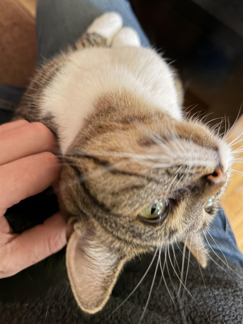 Brown & white Tabby sitting on my lap, her head titled all the way back while my thumb scratches the back of her neck