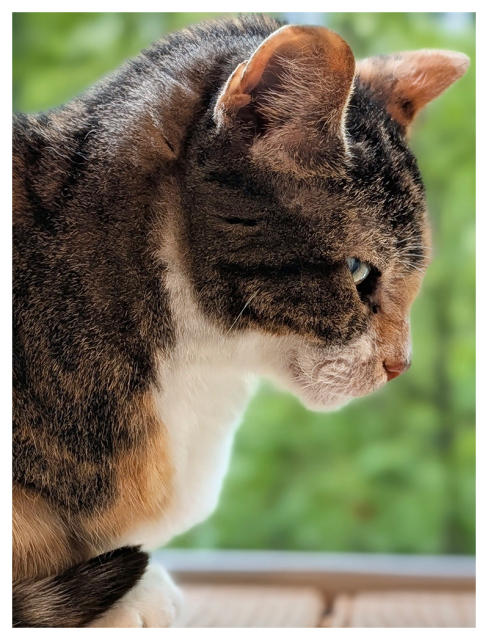 close-up side view of a calico cat with green eyes and white markings on a wooden windowsill, looking down slightly. the background is out of focus green forest.