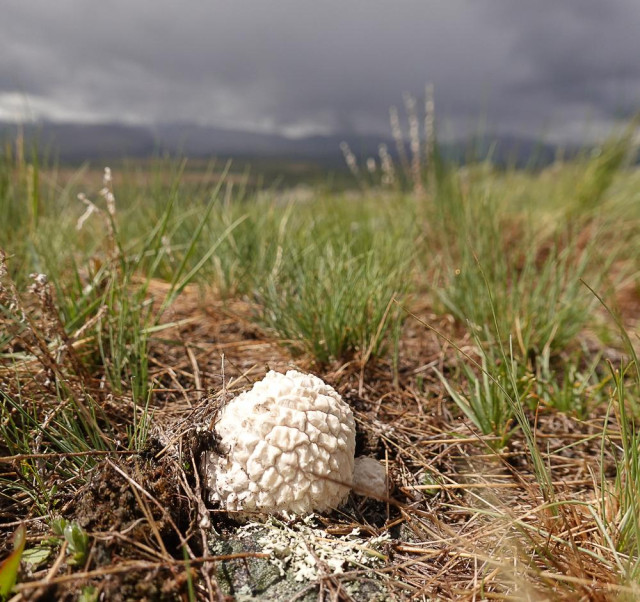 a white puffball fungus grows in the short green prairire, with dark clouds and mountains in the distance