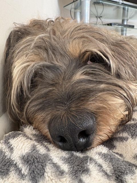 Dog on a blanket, nose close up.