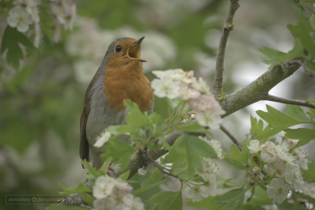 a singing bird perched in a tree
