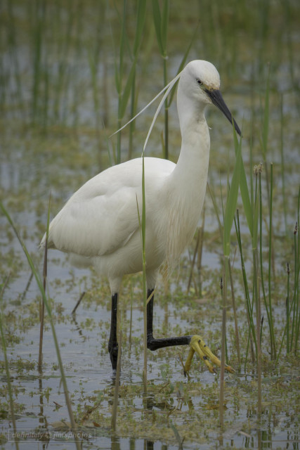 a small white Heron with yellow feet