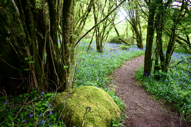 Mossy rock and bluebell path 