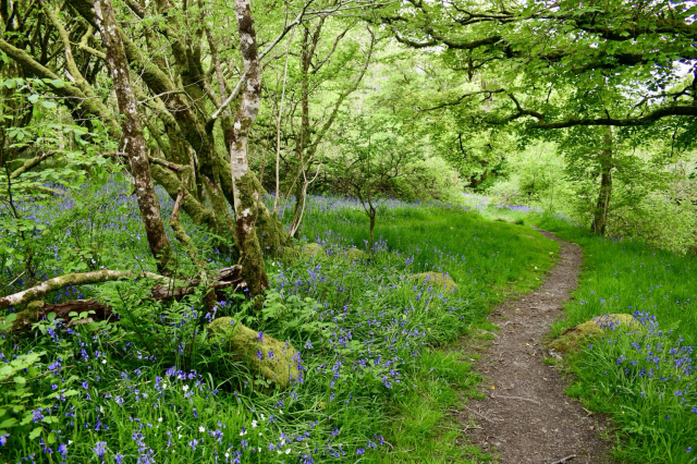 Hazel tree and bluebell path 