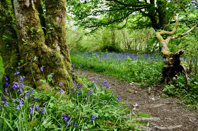 Mossy trees and bluebells