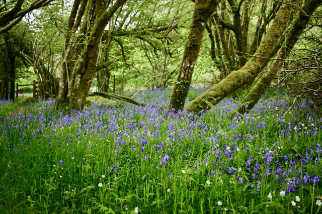 Bluebells and stitchwort 