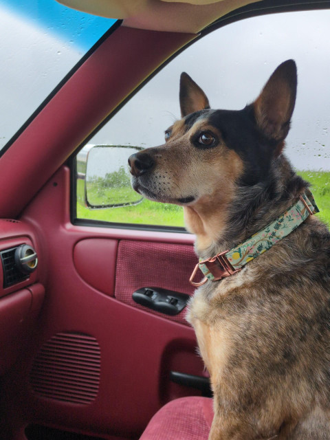 A dog sits in the front seat of a vehicle, looking out the window.