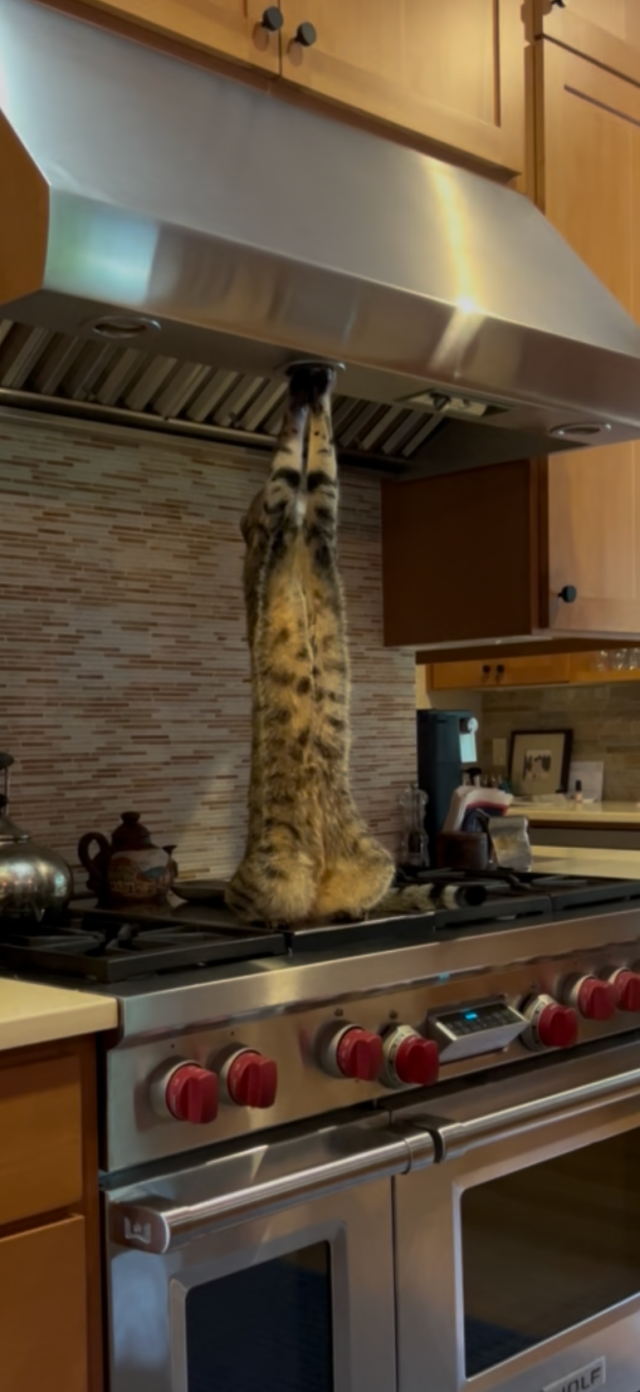 Hard to describe this. Picture a big gas stove with a hood fan over it. A grey tabby is sitting on one of the (offline) burners, reaching up to and connecting with the hood fan with his front arms— a distance of at least 2 feet— all while still resting on his haunches. He forms a perfect column, exposing his handsomely spotted ventral area.