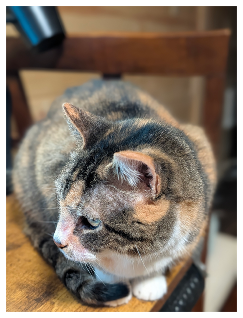a calico cat with green eyes and white markings is crouched low on the corner of  wood desk, looking right. the blurred background is a wooden chair back a bit of desk lamp and paneled wall.