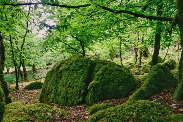 A mossy rock in a woodland. Covered in moss like literally moss bound in more moss