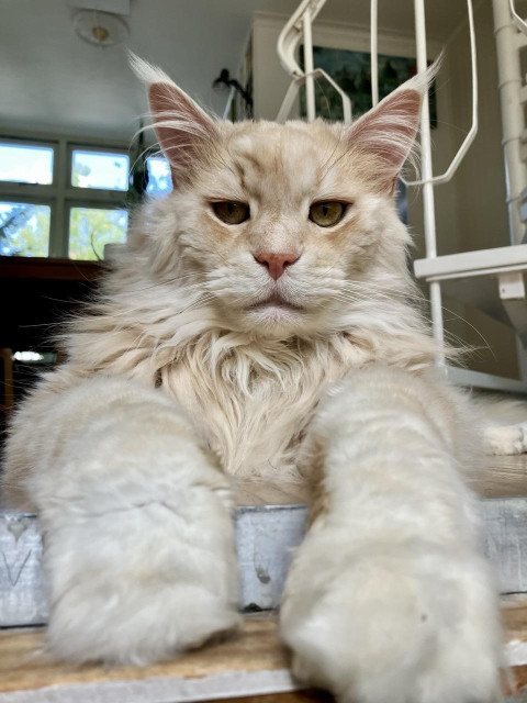 A beautiful red silver Maine Coon is looking straight into the camera.