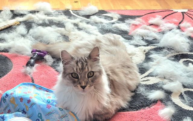 My Maine Coon called Headphones loafing in his own cloud of floof on my carpet.