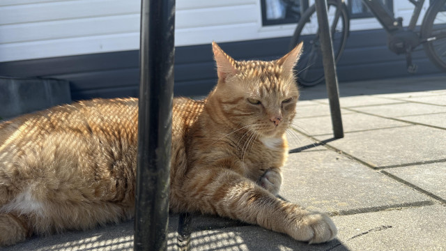 George the cat in the garden under a chair