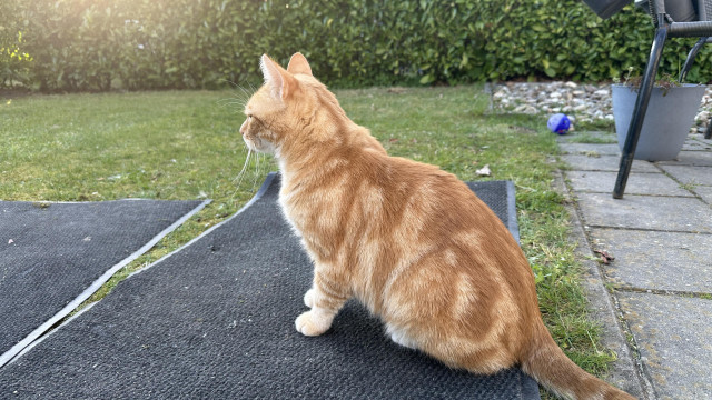 Washy the cat in the garden sitting on a mat