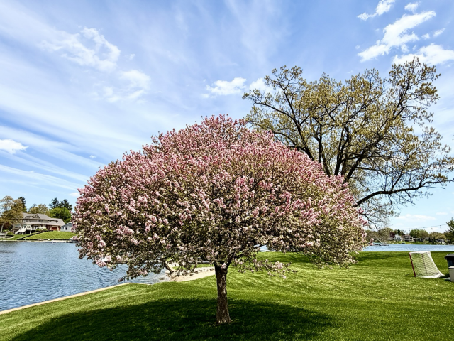 Photograph of a crabapple tree covered in pink blossoms next to a lake on a sunny spring day with a mix of clouds in the sky.