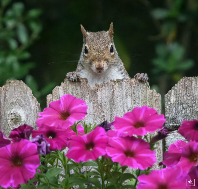 Color photo of an eastern grey squirrel poking its head up from behind a wooden fence. Right below it on the front side of the fence is a cluster of purple-magenta petunia flowers.