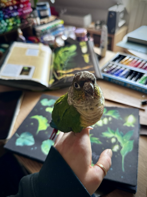 A photo of a small green-cheek conure perched on my left hand above my desk, where you can see part of my black paper sketchbook with botanical paintings, as well as further in the back a book on botany, a paint brush, gouache tubes, and more art supplies.