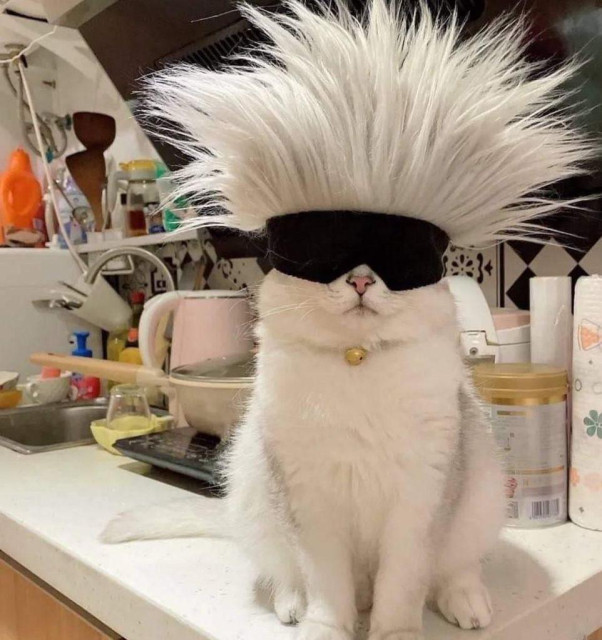 white cat with crazy spiked hair on its head and a mask that looks like 80s-style wraparound sunglasses