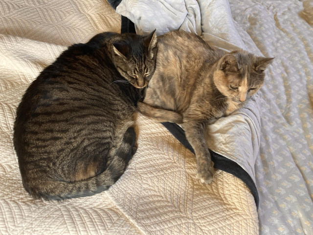 Two cozy cats just chillin’