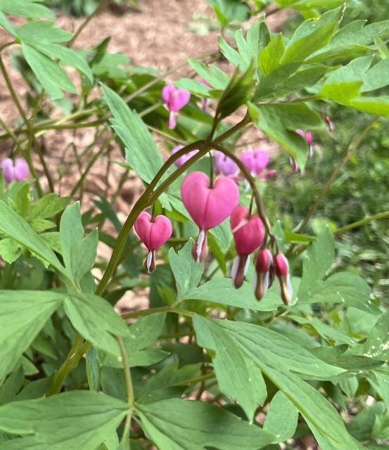Photo is focused on a bunch of bright pink, heart-shaped flowers dangling from the stems of a plant.
