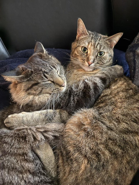 two grey striped cats lie on their sides with  paws hugging each  other 