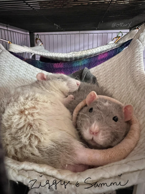 Two Rex rat brother, Ziggy and Sammi, are in the luxurious white quilted hammock, lying down next to each other. Ziggy on the left is facing away, sleeping on his side with his soft pink tail gently coiled around Sammi’s neck, hugging him. Sammi is facing this way, and looking up at the cam. There is another hammock in the background. Ziggy is mostly white with silver gray markings and Sammi is silver gray with white markings.
