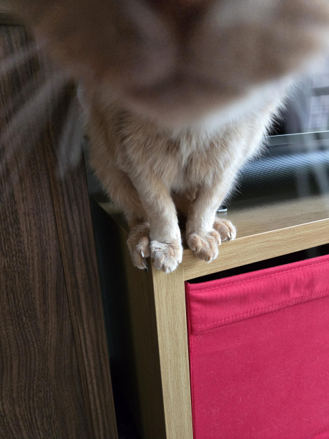 orange cat leaning off an edge sniffing the camera