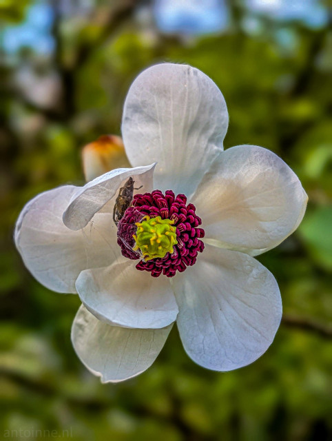 The delicate contrast between the soft petals and the intricate, vibrant center of a Magnolia flower. The flower features large, pure white, waxy petals. Their slightly translucent quality allows light to filter through, giving them a soft, ethereal glow.

The ring of rich, deep magenta stamens provide a bold pop of color that draws the eye directly to the center. If you look closely at the petal on the left, there is a small beetle nestled near the center, likely lured in by the flower's fragrance to act as a pollinator.