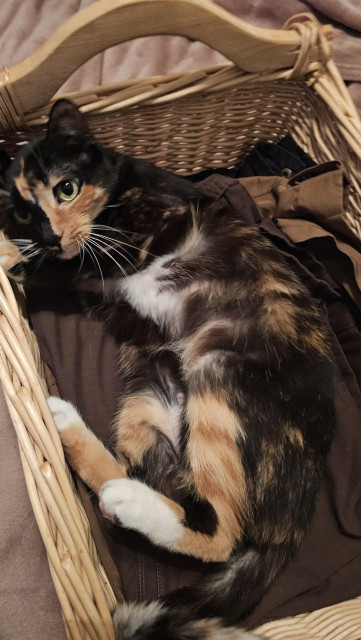 Calico cat Mims is laying on her back in a wicker basket of warm clothing from the dryer.