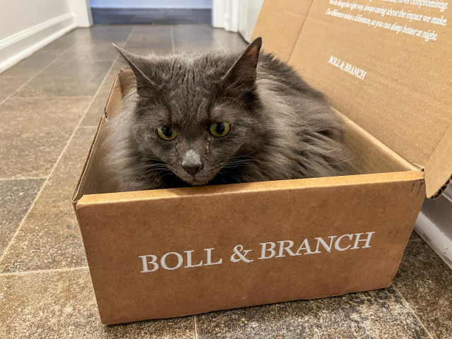 A fluffy gray cat sits inside a cardboard box labeled "BOLL & BRANCH." The cat looks directly at the camera, with a hallway visible in the background.