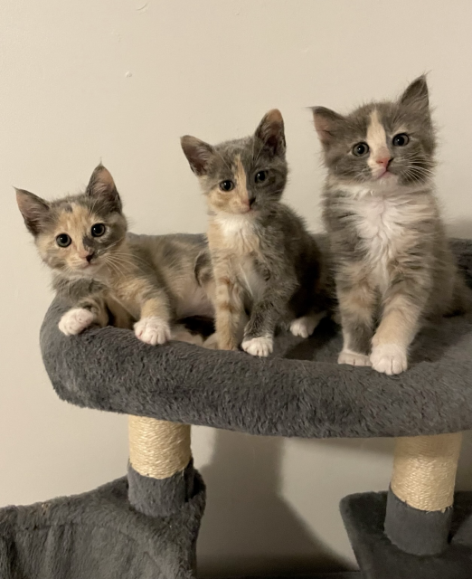 Three small dilute calico kittens, each with different markings, on a cat tree perch
