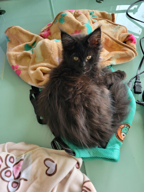 Kieren the Maine Coon kitten in the middle of the table laying on a cloth bag with kitty bed pillow cases around. Kieren’s tail end is closest to the viewer. He has turned his head to look toward the viewer with big gold eyes. The look on his face says, “What?”