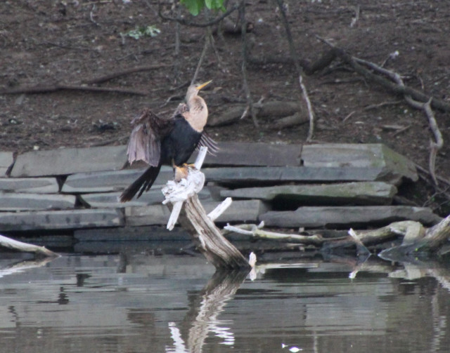 A large waterfowl perched on a branch rising from dark water. Shoulders and long neck are tan. The bill is dagger-like and yellow, as are the webbed feet. Belly, back, tail and wings are dark brown or black. The tail is lond, and the wings are partly spread 