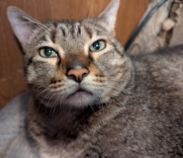 Waffles the three-legged, chonky, tabby cat, staring through your soul in a very judgy way!