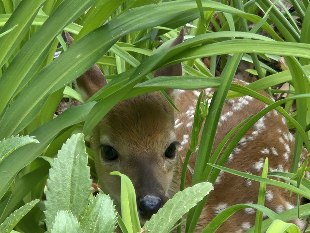A tiny speckled fawn looks out from foliage