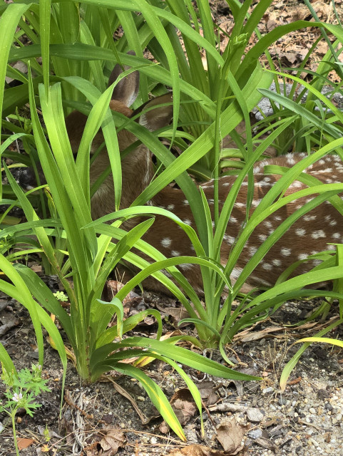 A tiny speckled fawn curled up among day lilies