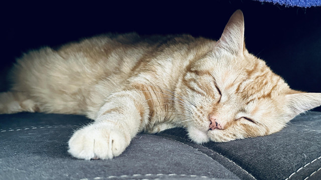 George the sleeping cat 