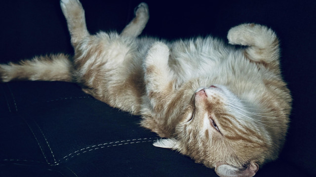 Washy the sleepy cat 