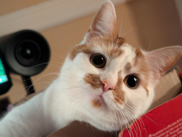 A close up of Peaches, (the white and orange cat), her eyes are big and wide.
