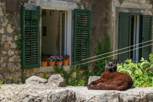A brown cat lays on a stone ledge in the sun. In the background is an open window of an old stone house with ivy growing up the walls, green shutters, and potted flowers on the window sill.