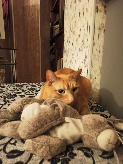 An orange tabby cat lies on a patterned bed indoors, staring intensely over a worn stuffed bunny toy in a cozy dimly lit room with wooden walls and shelves in the background.