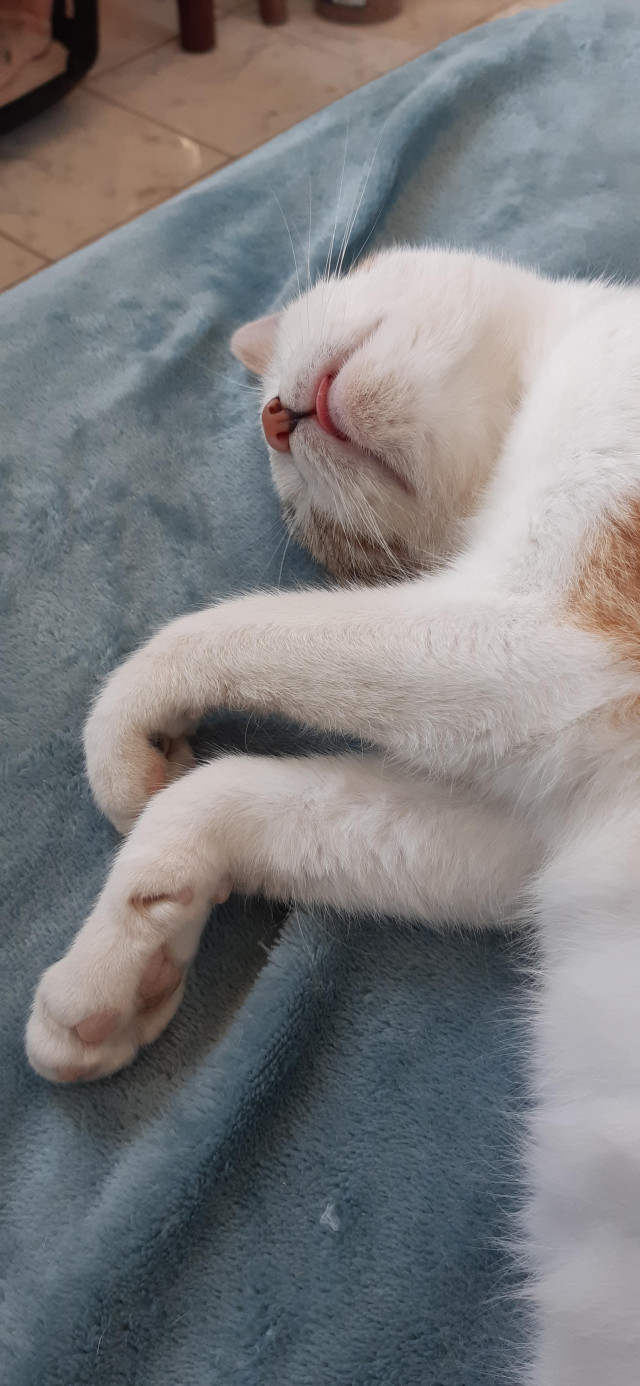 A photo of a small calico cat, sleeping on a bed. Her head and front legs, with just a bit of belly, are visible. She's lying chin up, and her tongue is sticking out slightly.